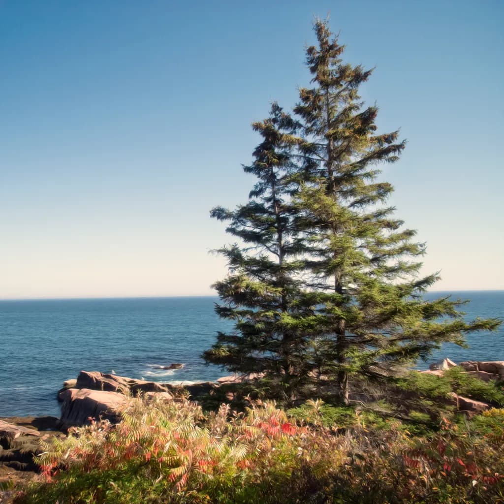 Pine View