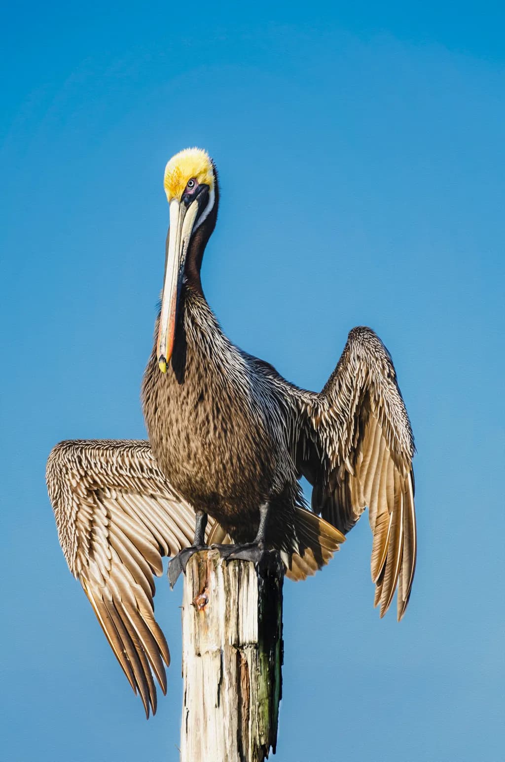 Posted Pelican