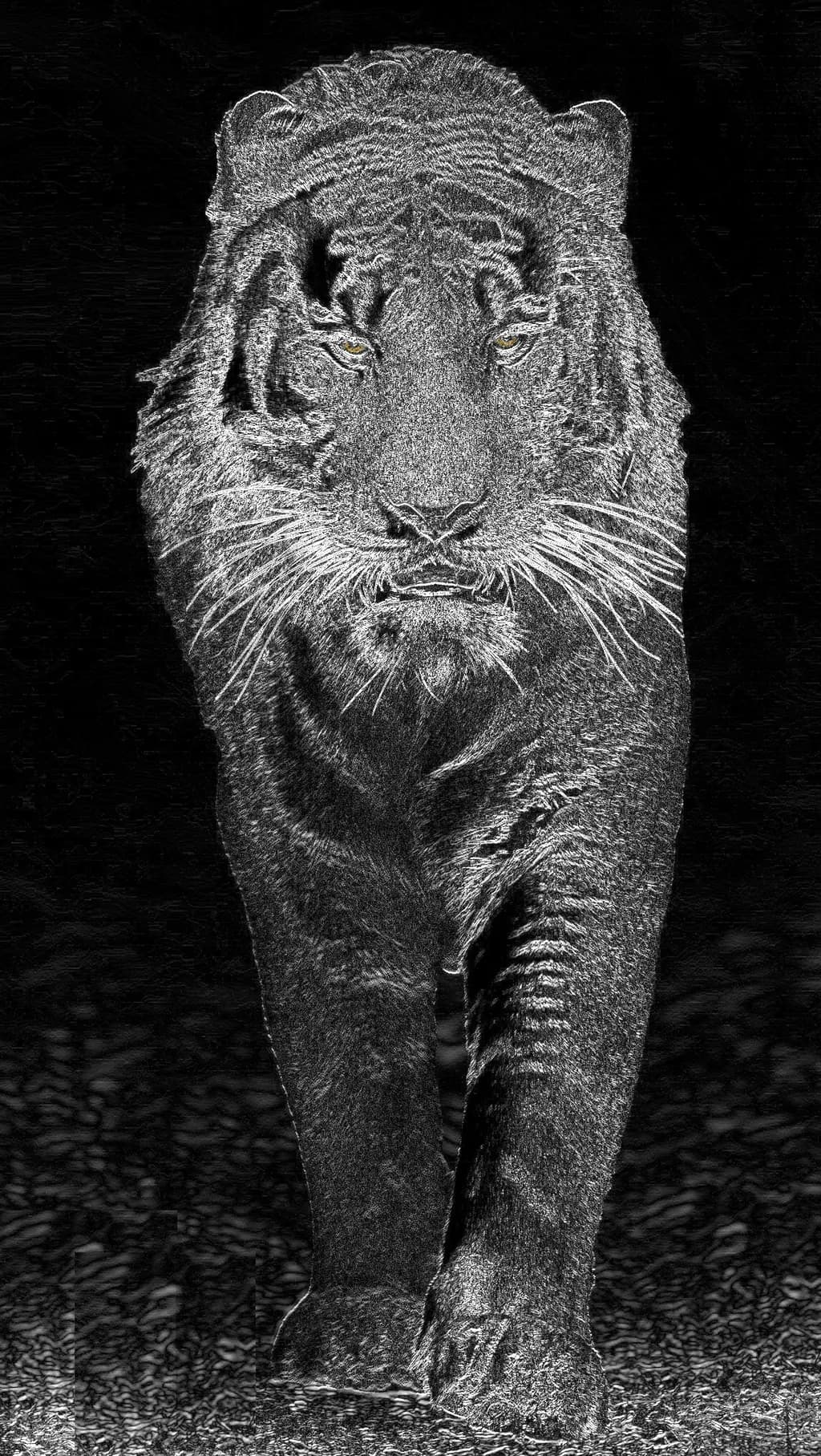 The Silent Approach- BW Yellow eye Tiger