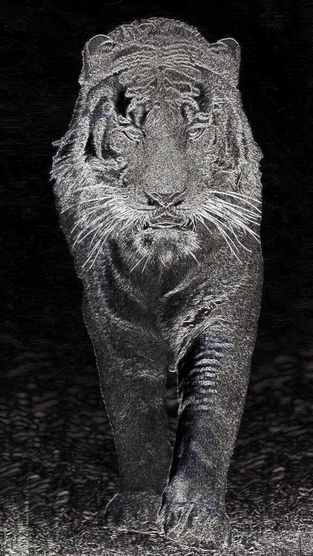 The Silent Approach - BW Tiger