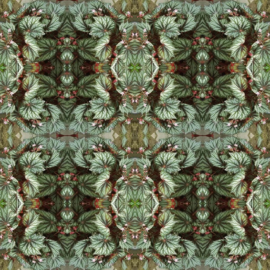 Begonia Leaf Pattern
