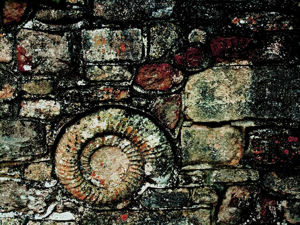 Ammonite