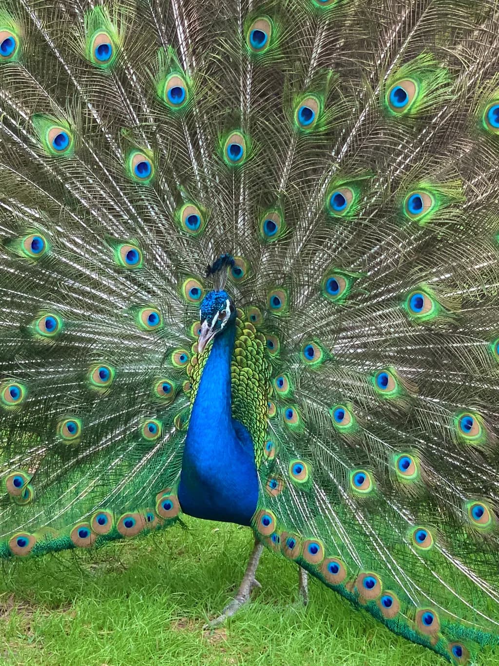 Peacock Panorama