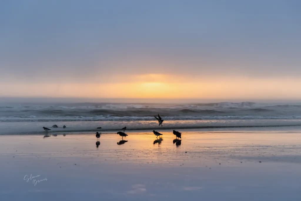 Coastal Dawn Flock
