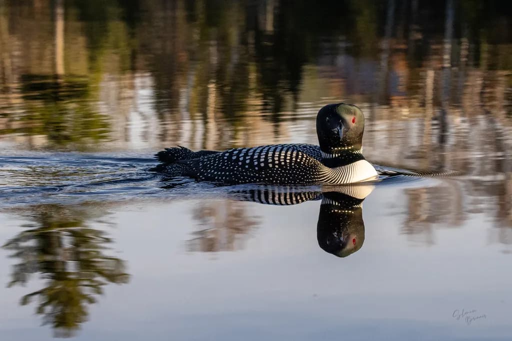 Silent Reflection