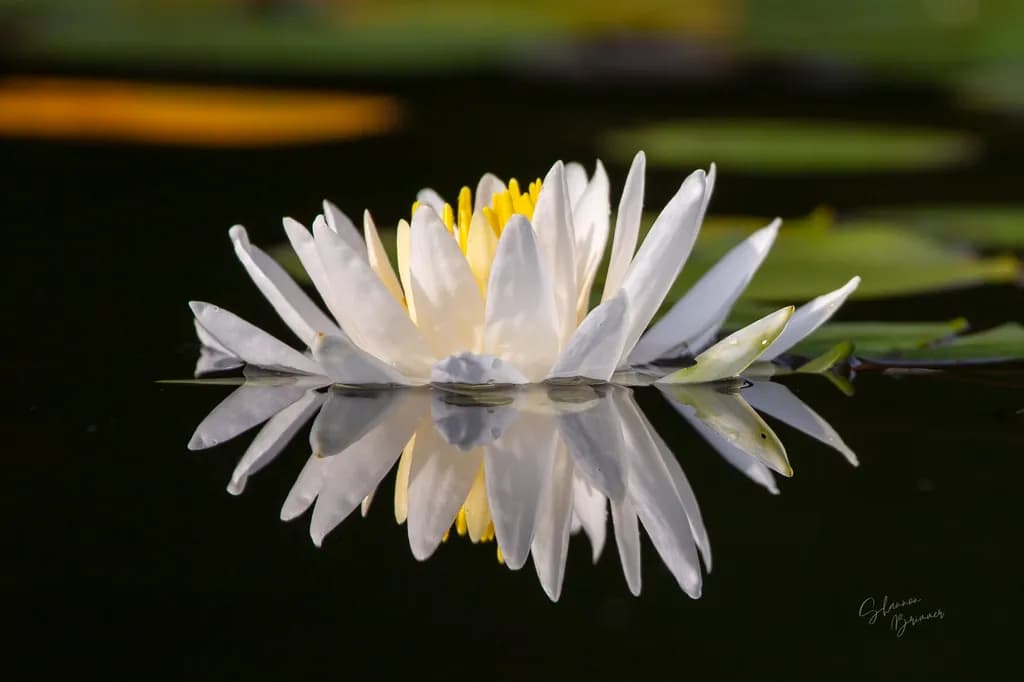 Lily Reflection