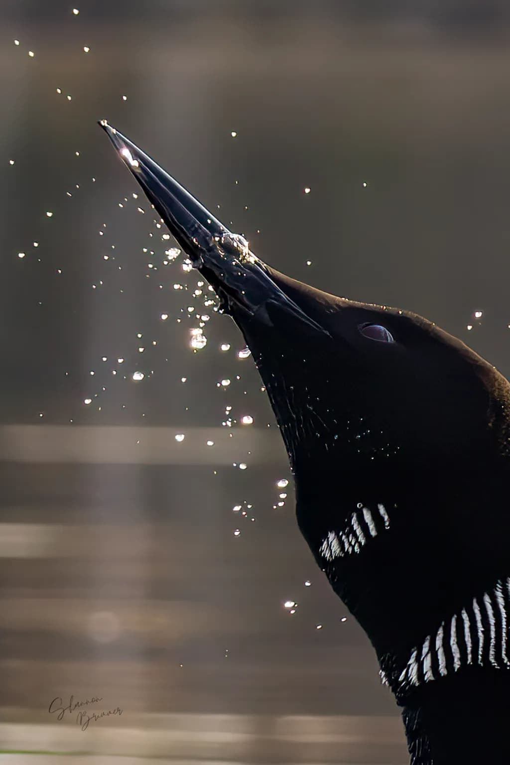 Spreading Wings