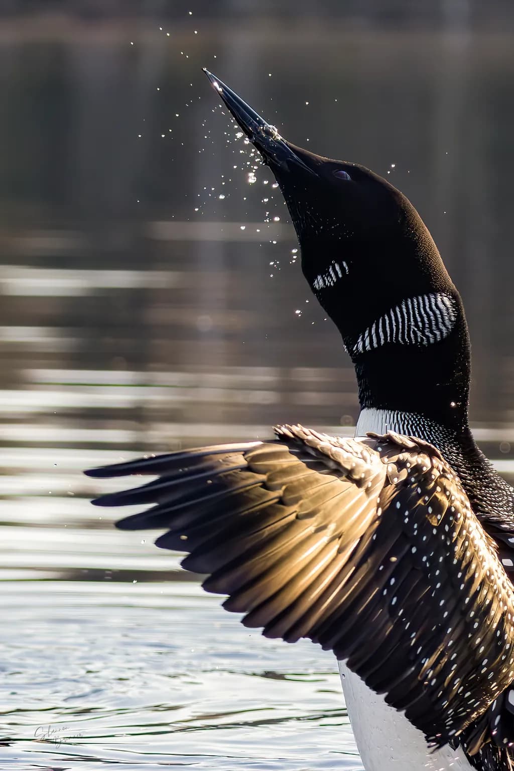 Spreading Wings