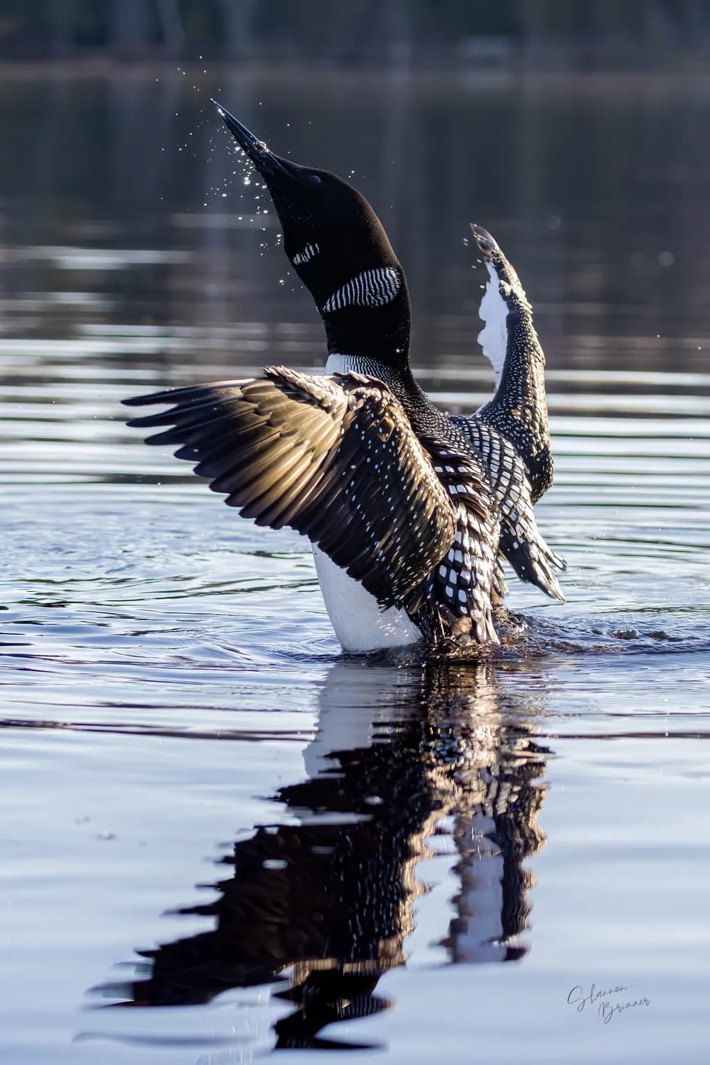 Spreading Wings