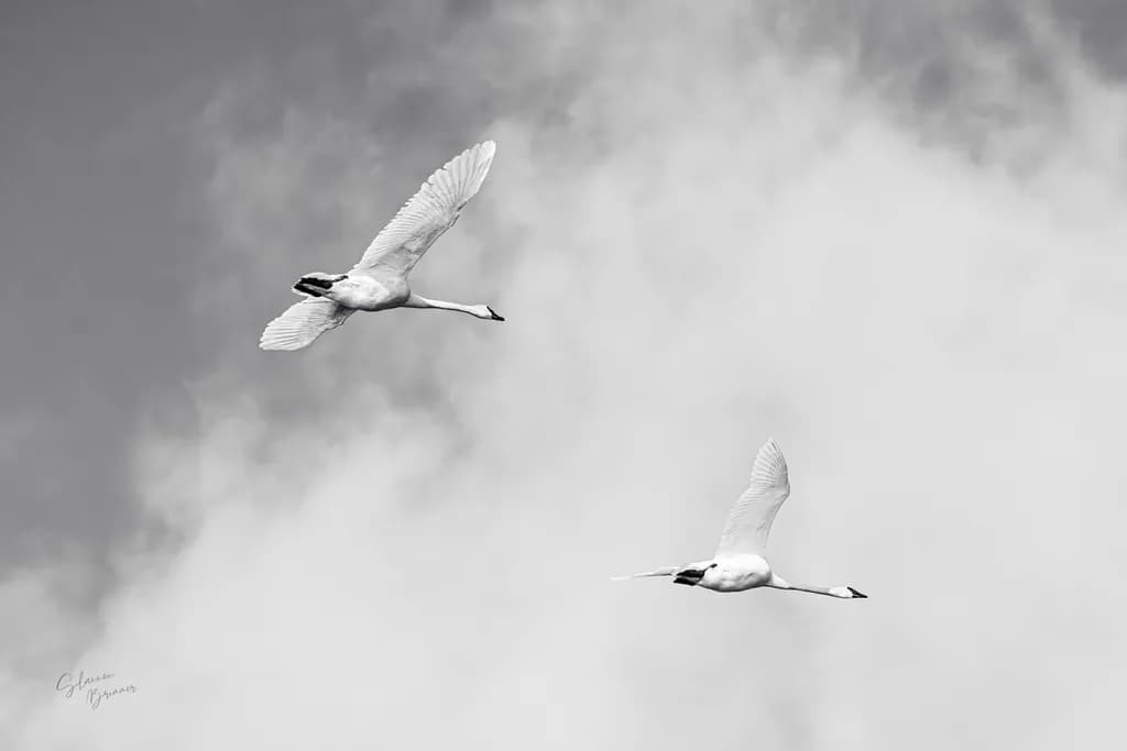 Silent Flight
