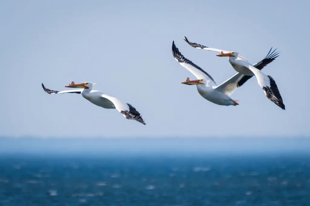 Spring Flight Trio