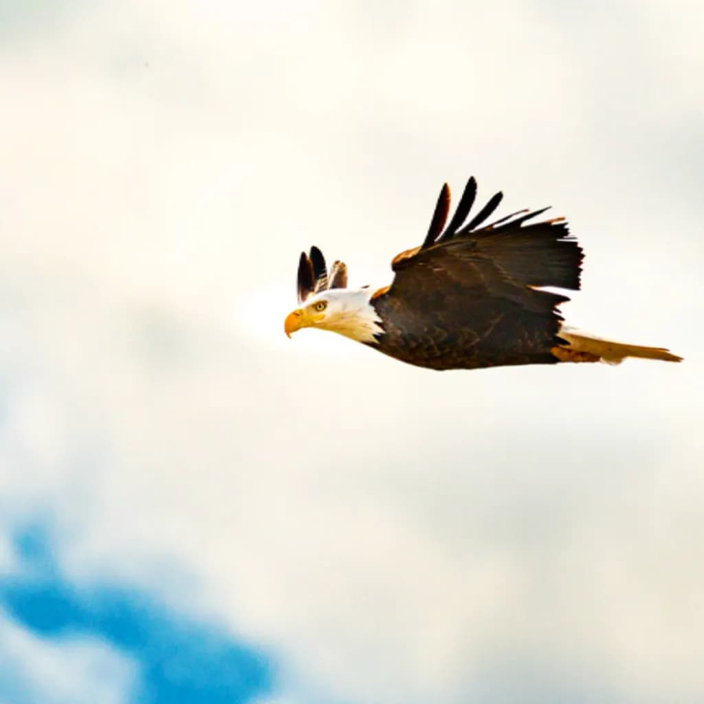 Wings Alight