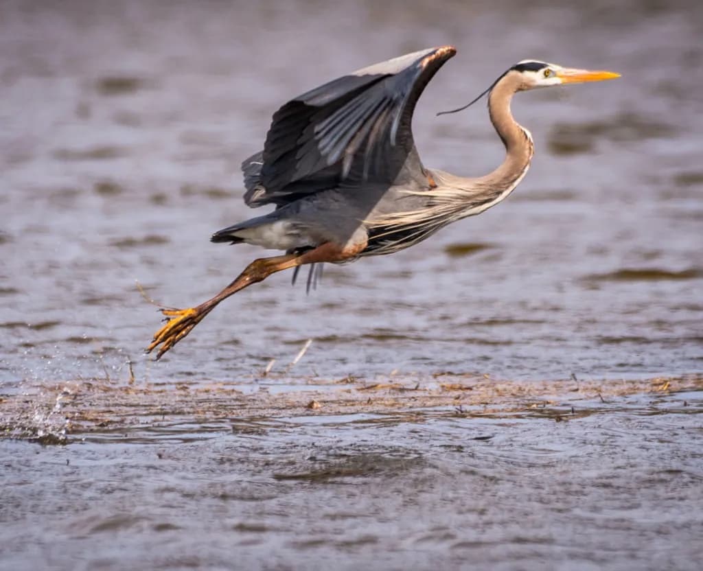 Heron Lift-Off