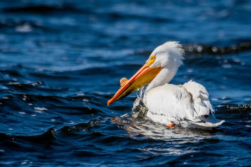 Splashing Pelican