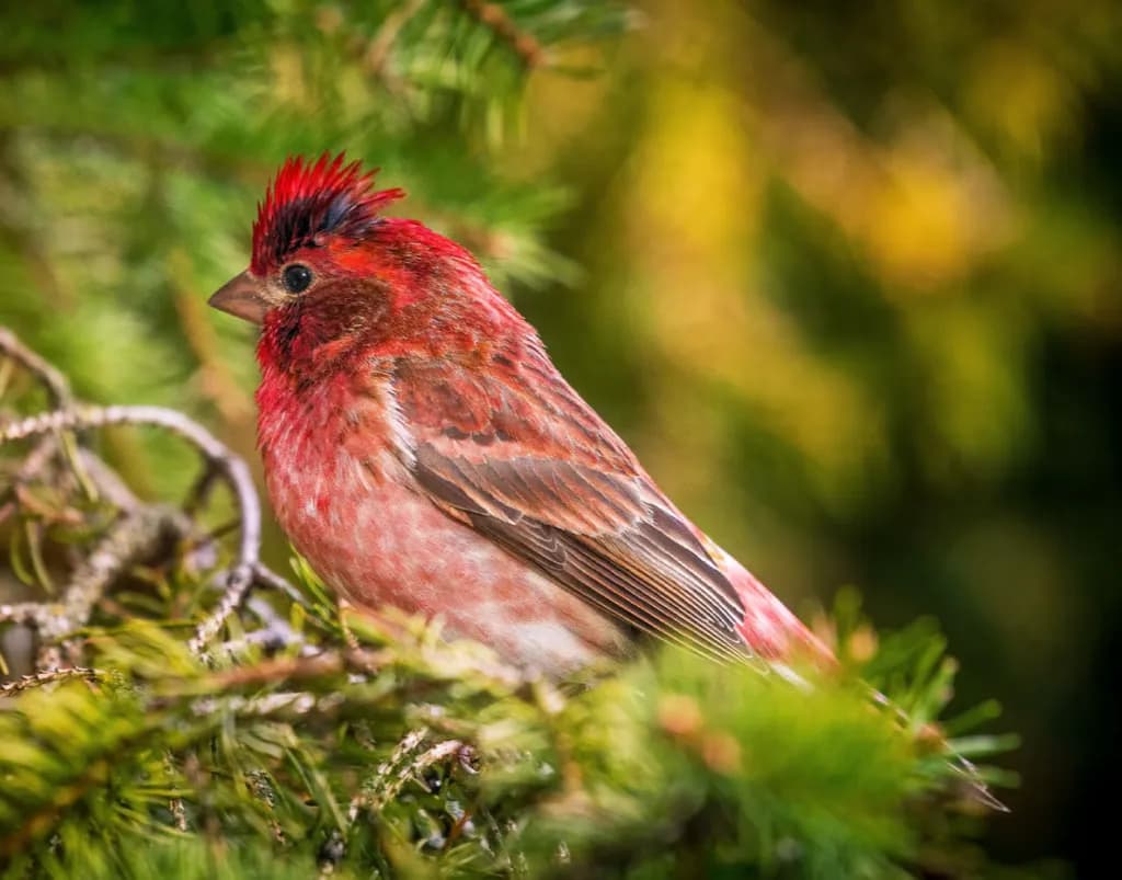 Crimson Crest