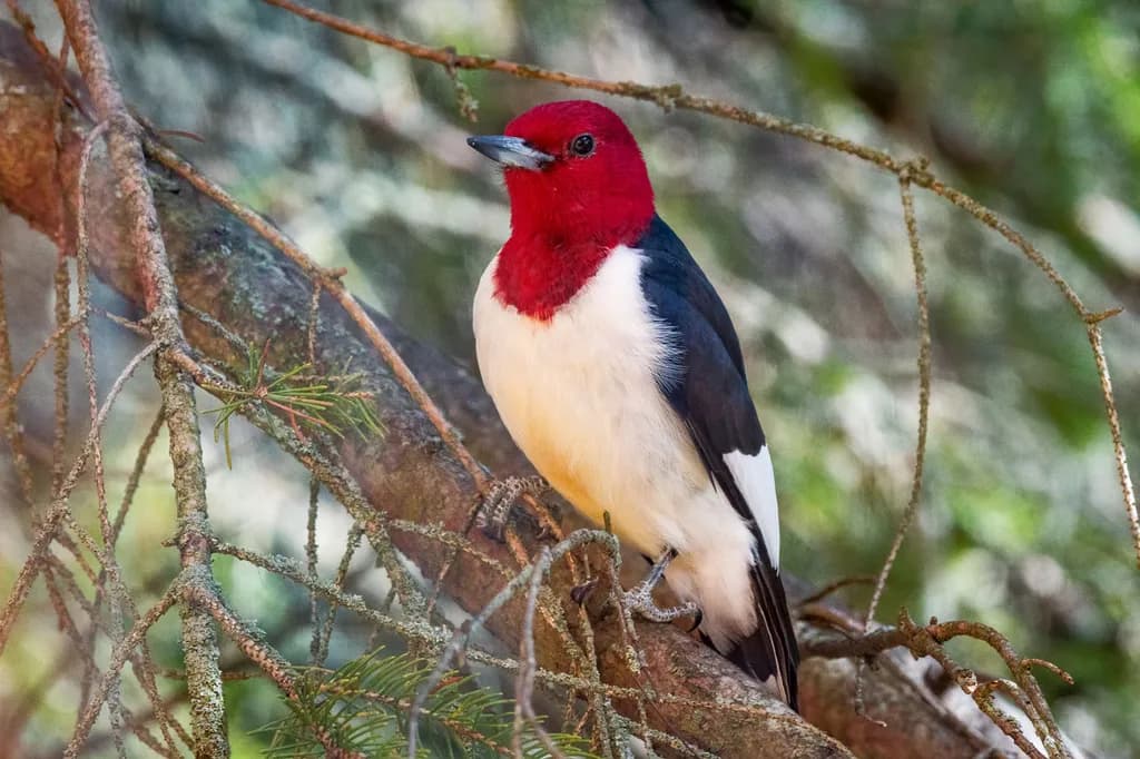 Red-Headed Sentinel