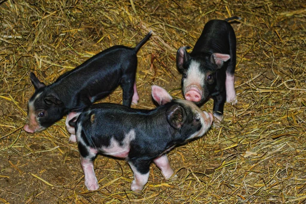 Three Little Pigs