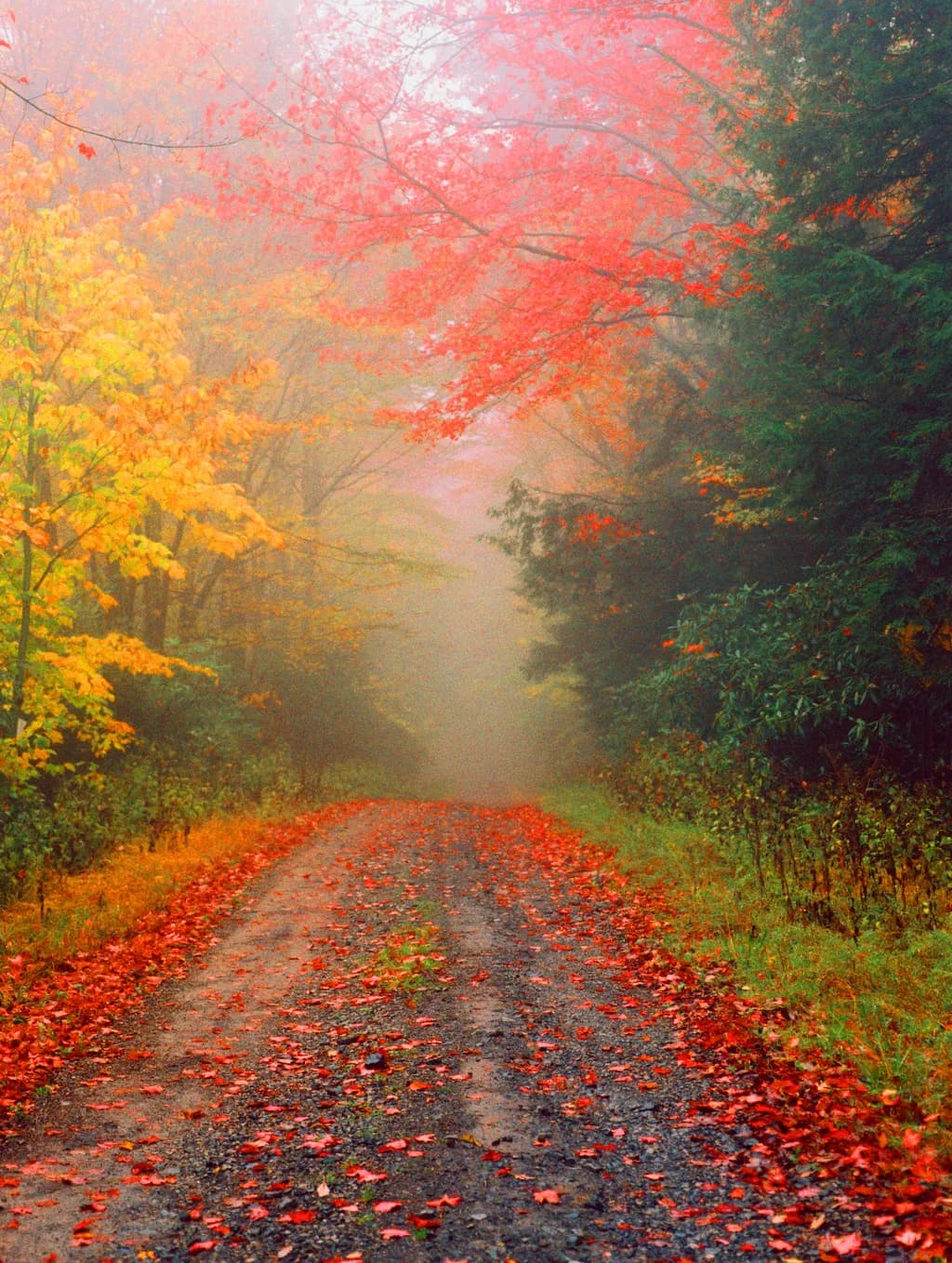 Misty Trail