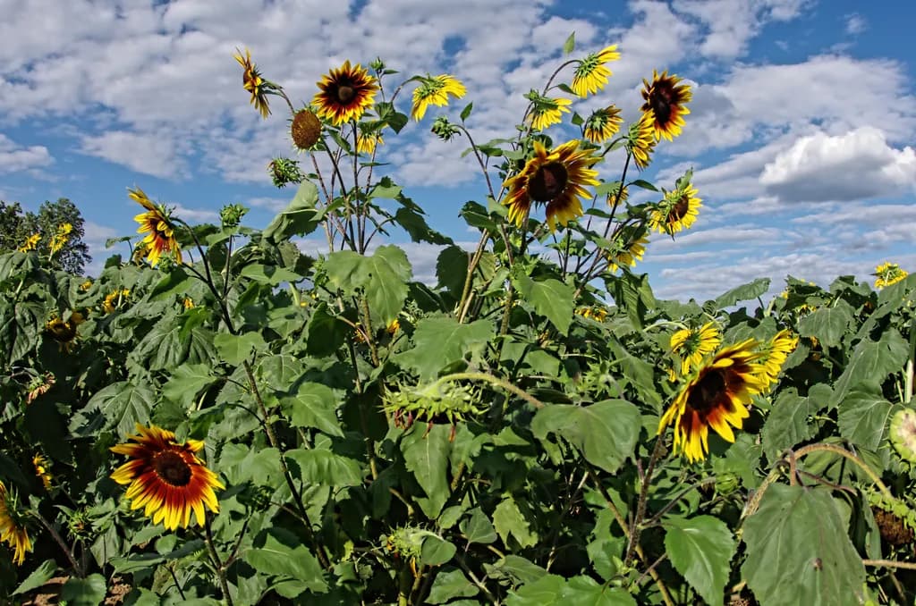 Sunflower Patch