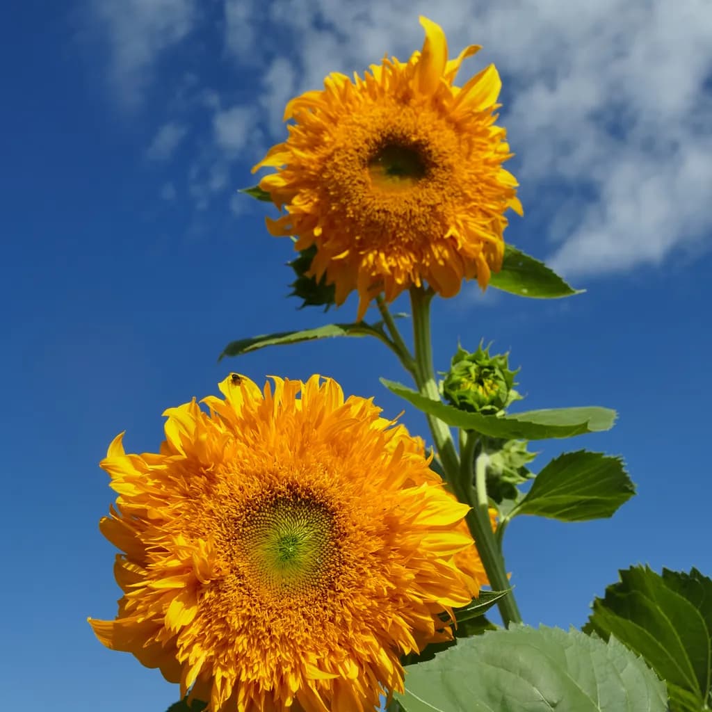 Golden Sunbursts