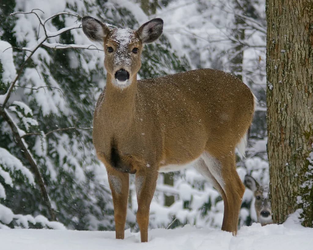 Winter Watcher