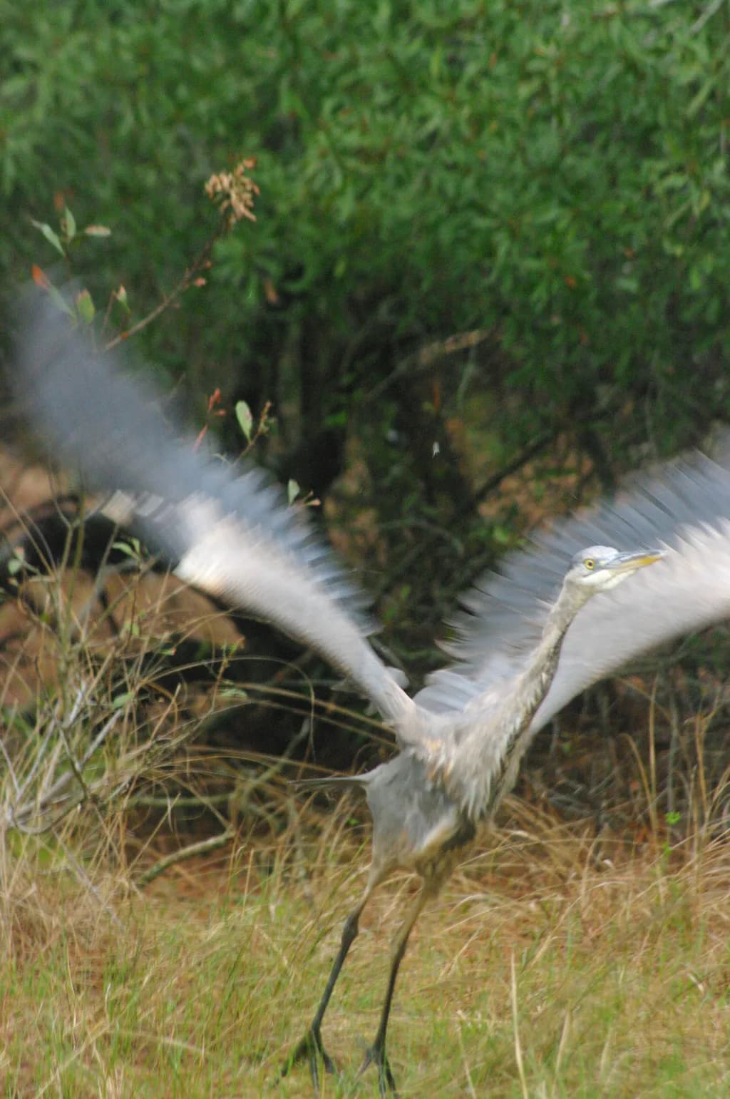 Taking Flight