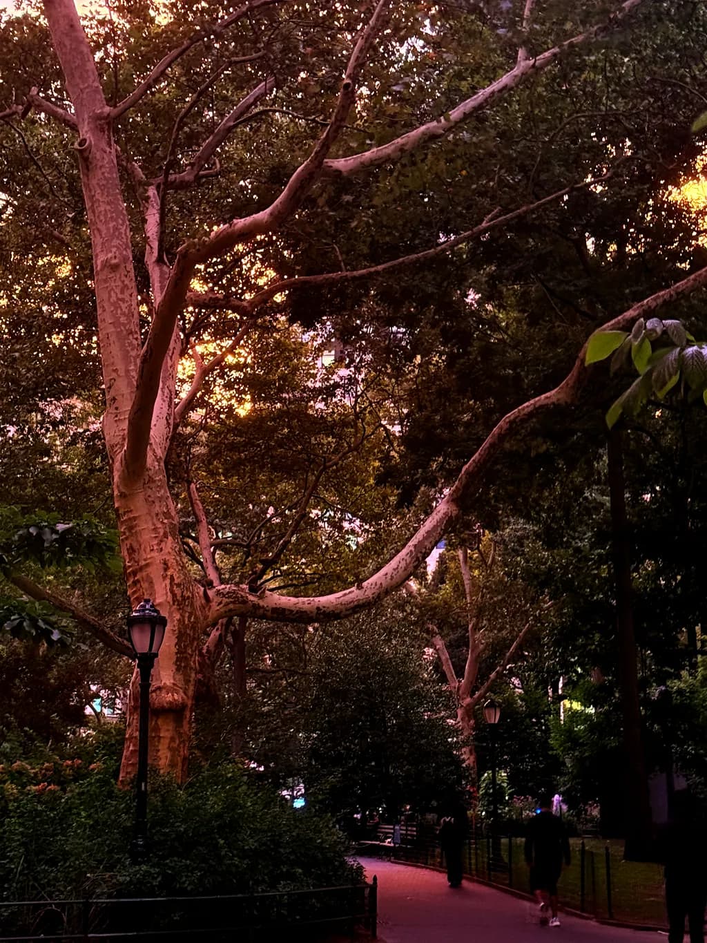 Pink Sycamore