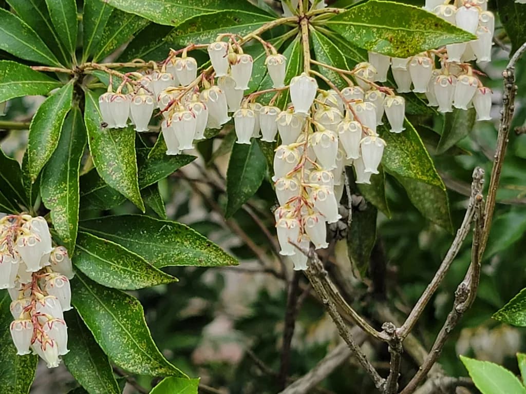 White Bell Flowers