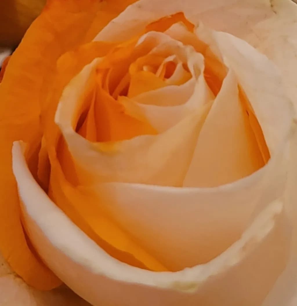 Cream and Orange Rose