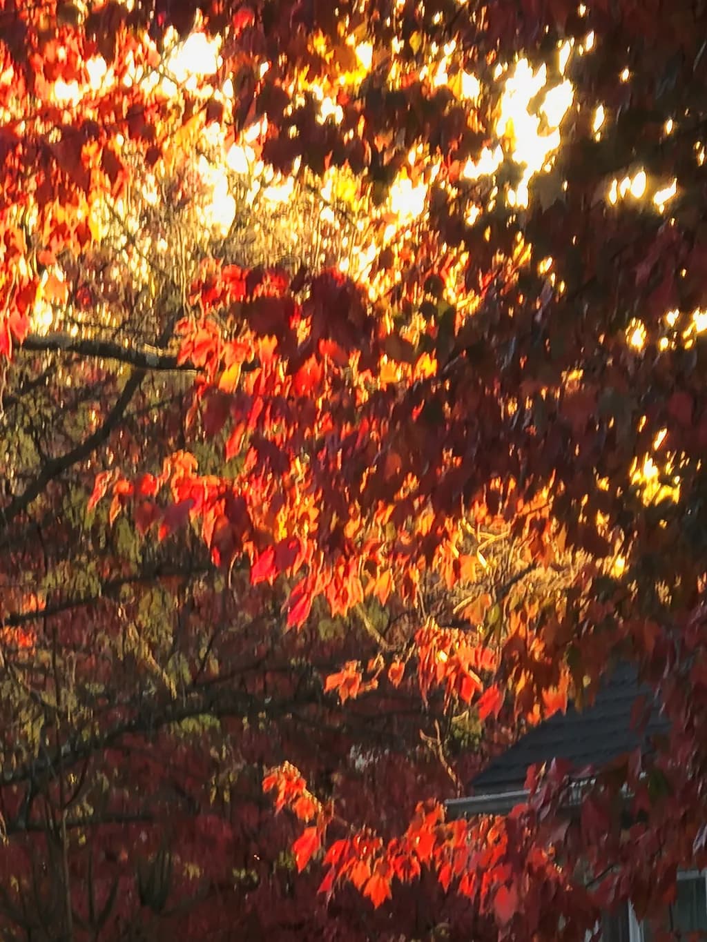 Autumn Red Leaves