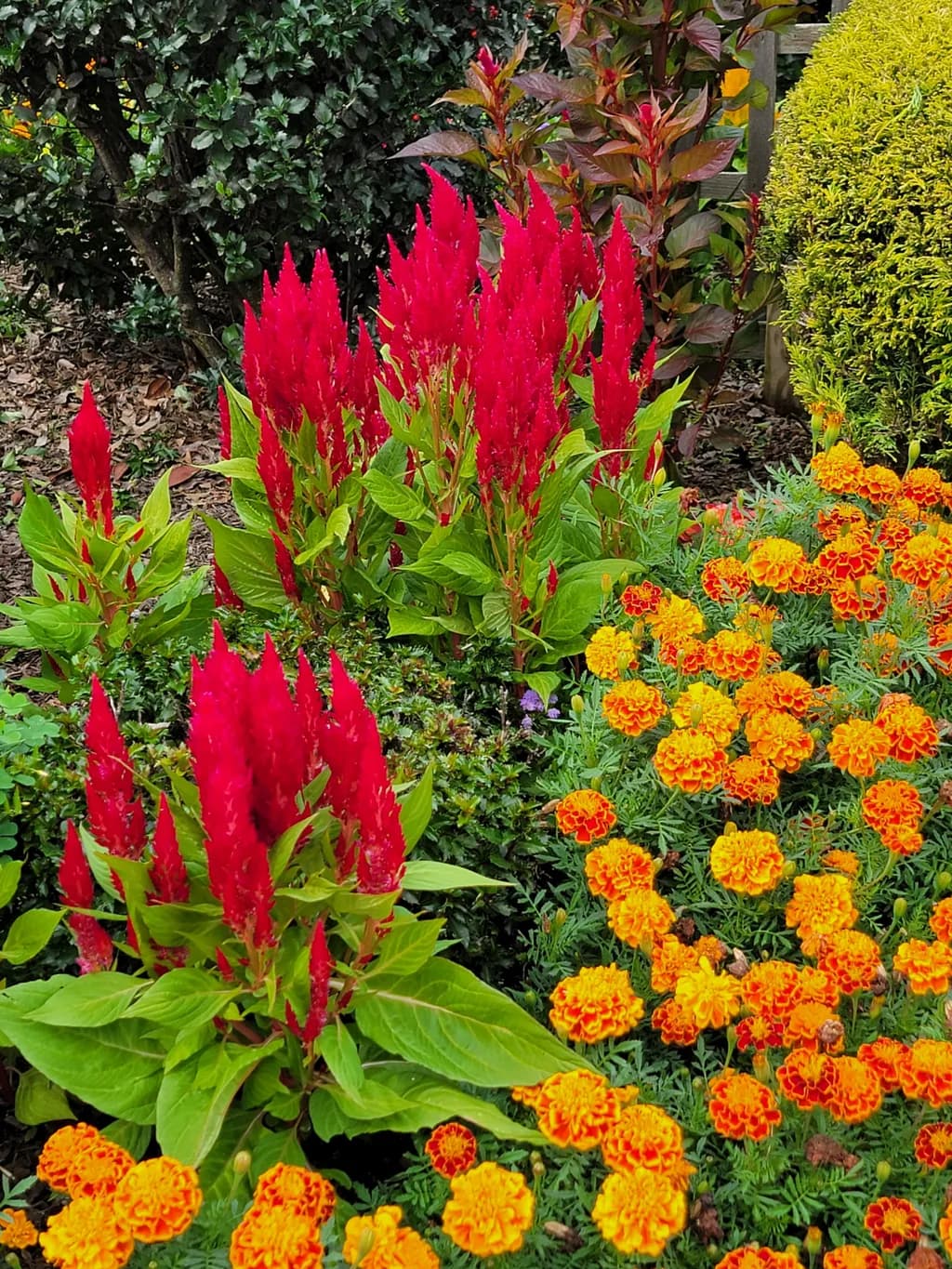Autumn Blaze Flowers