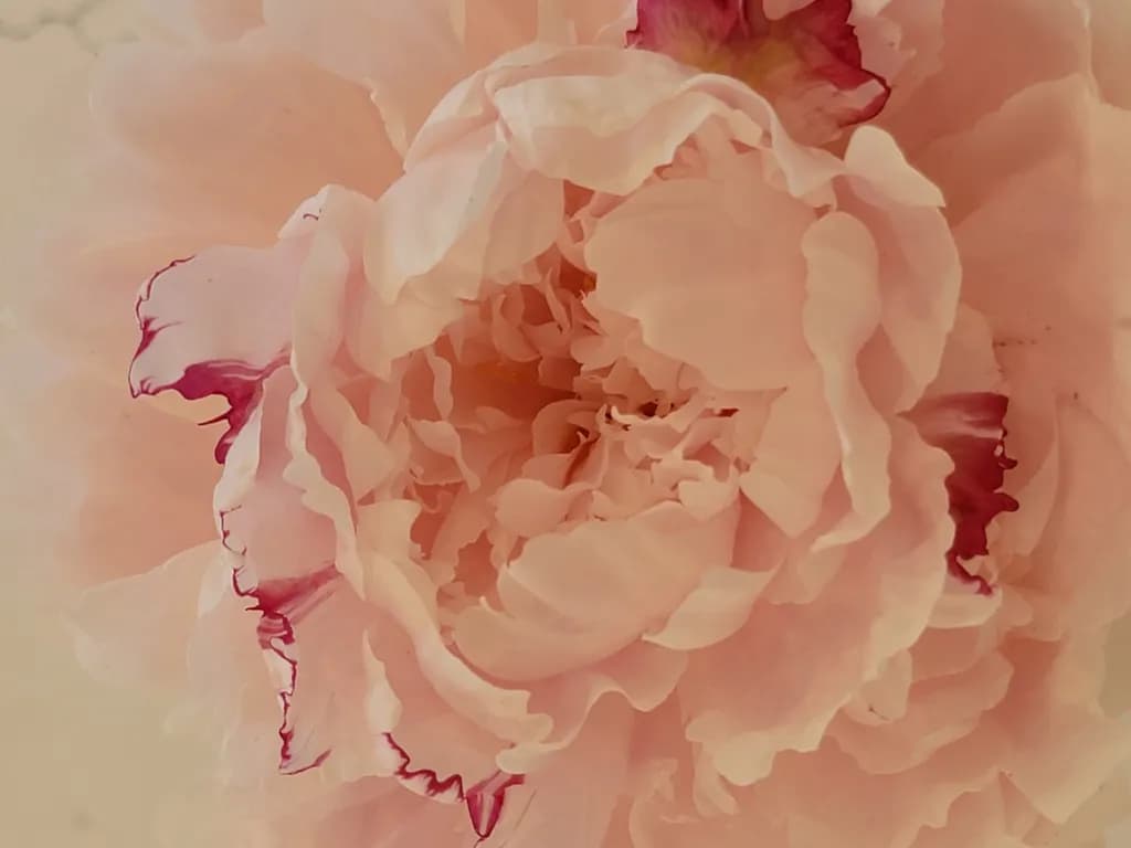 Unfurled Peony Petal