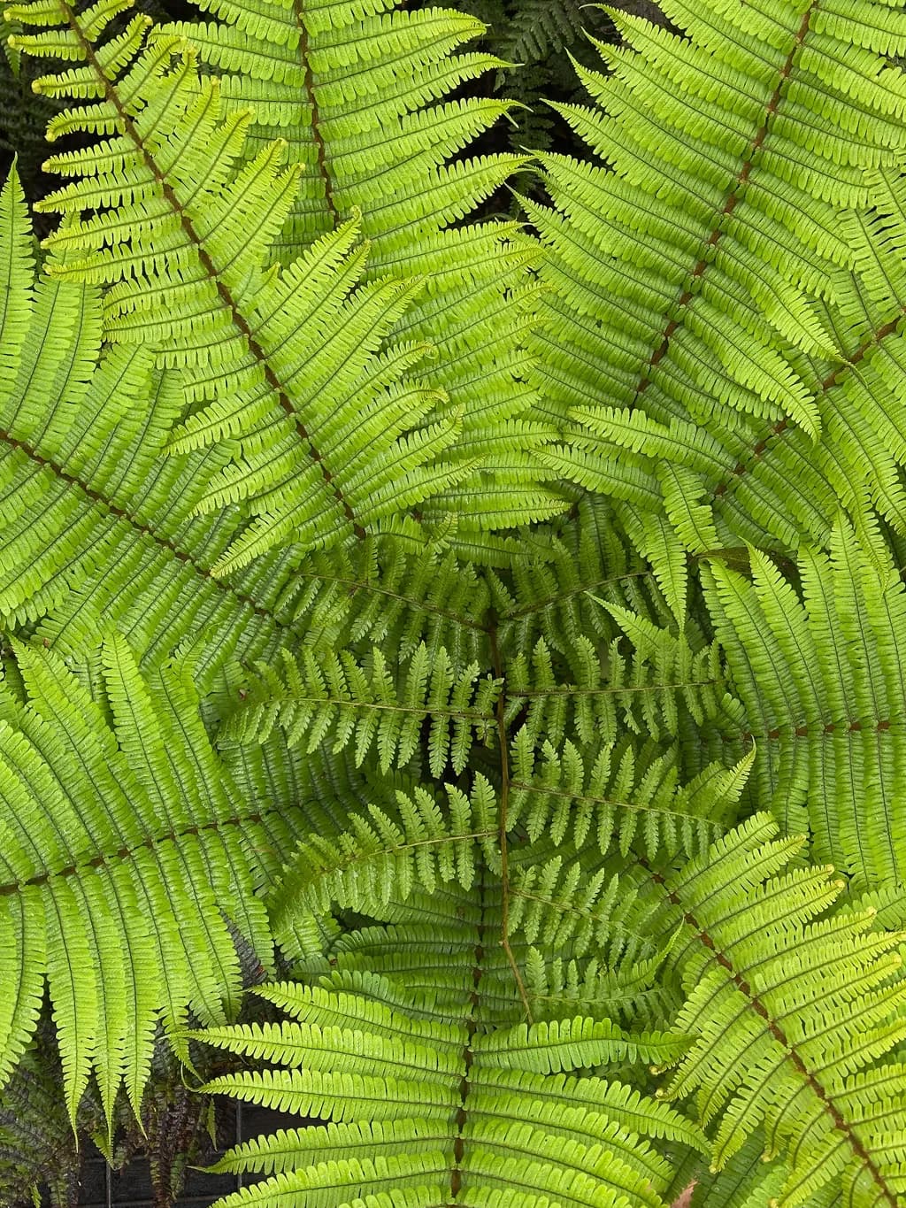 WAIKAMOI Fern-Softness