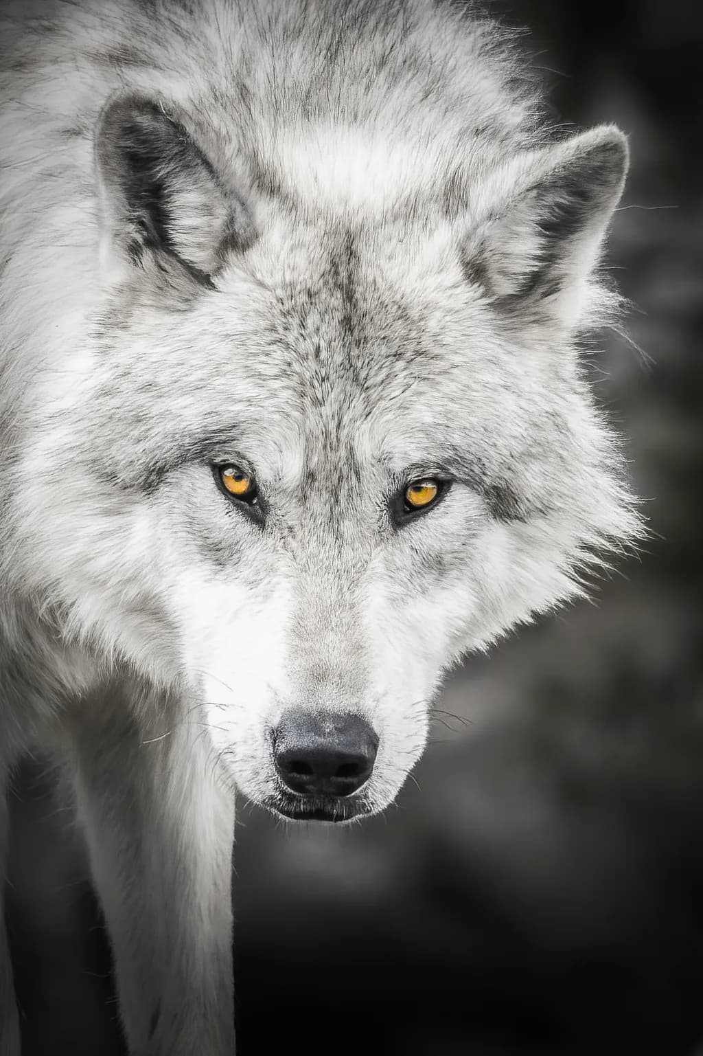 Wolf with Yellow Eyes