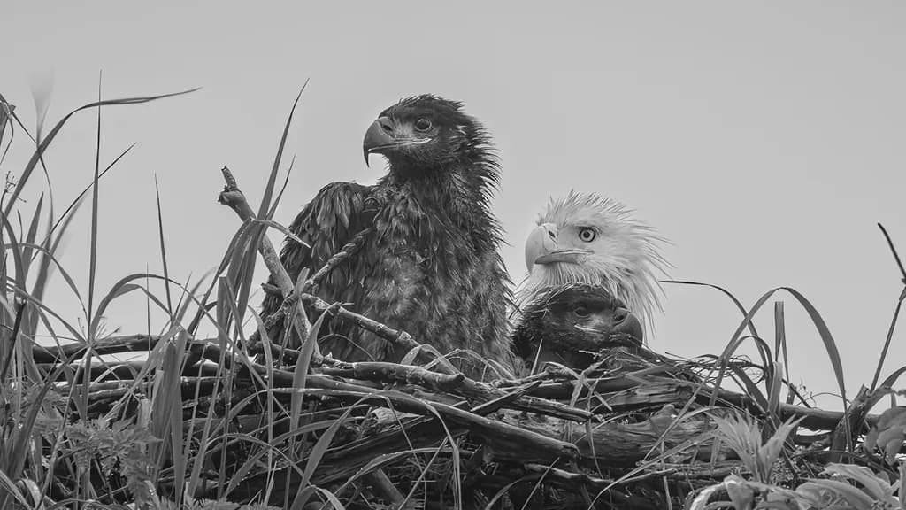Eagle Household