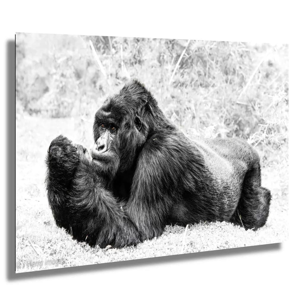 Pondering Gorillas