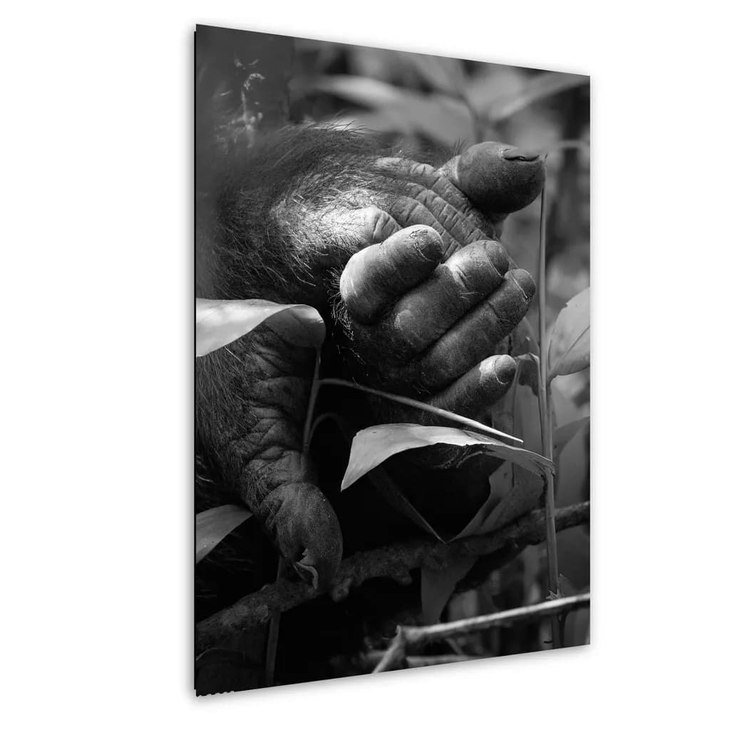 Chimp Hands