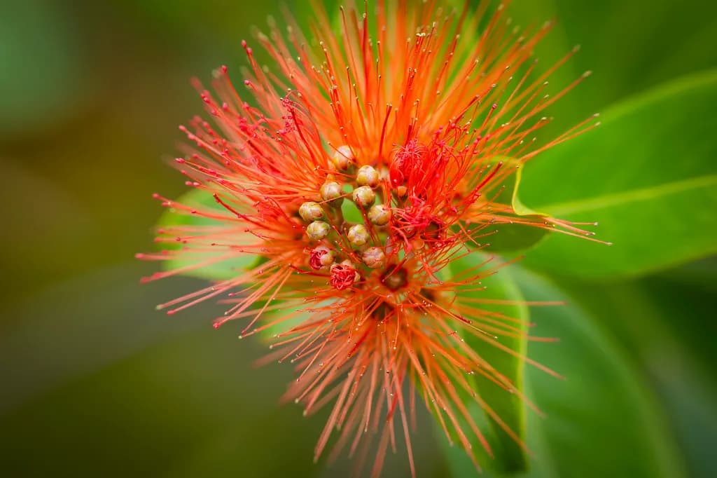 Ohia Lehua Burst