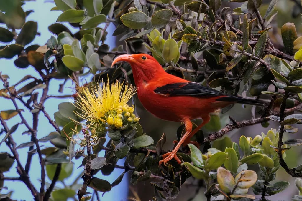 I'iwi in Ohia