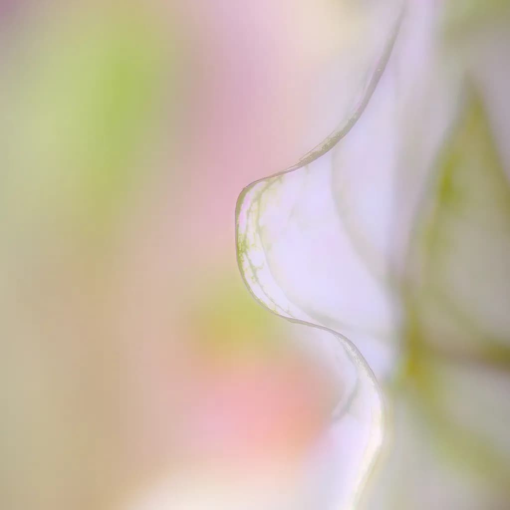 Essence