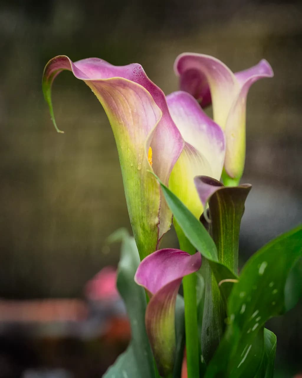 Calla in Five