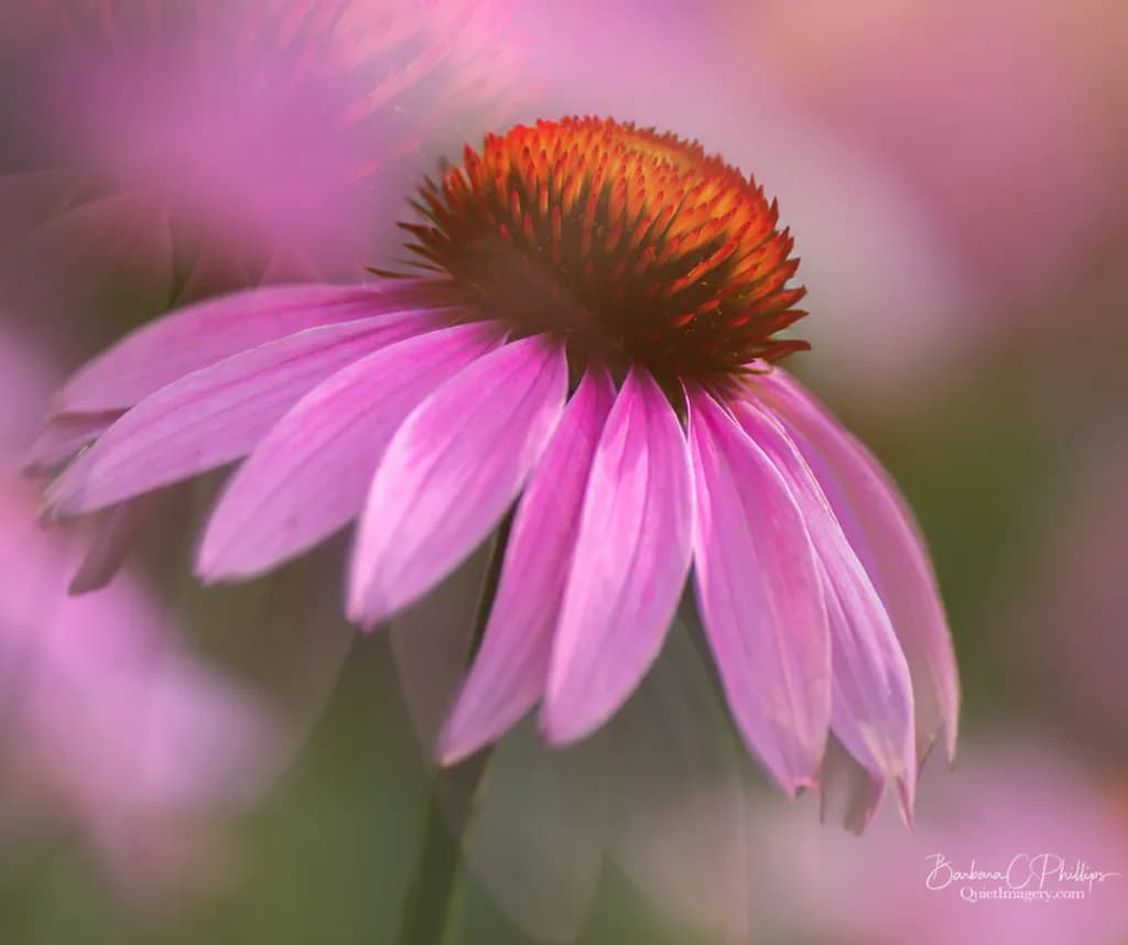 Coneflower Glow