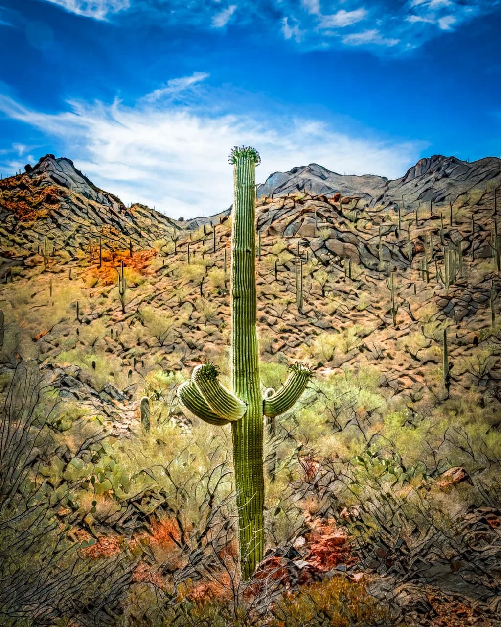 Stand Out Saguaro