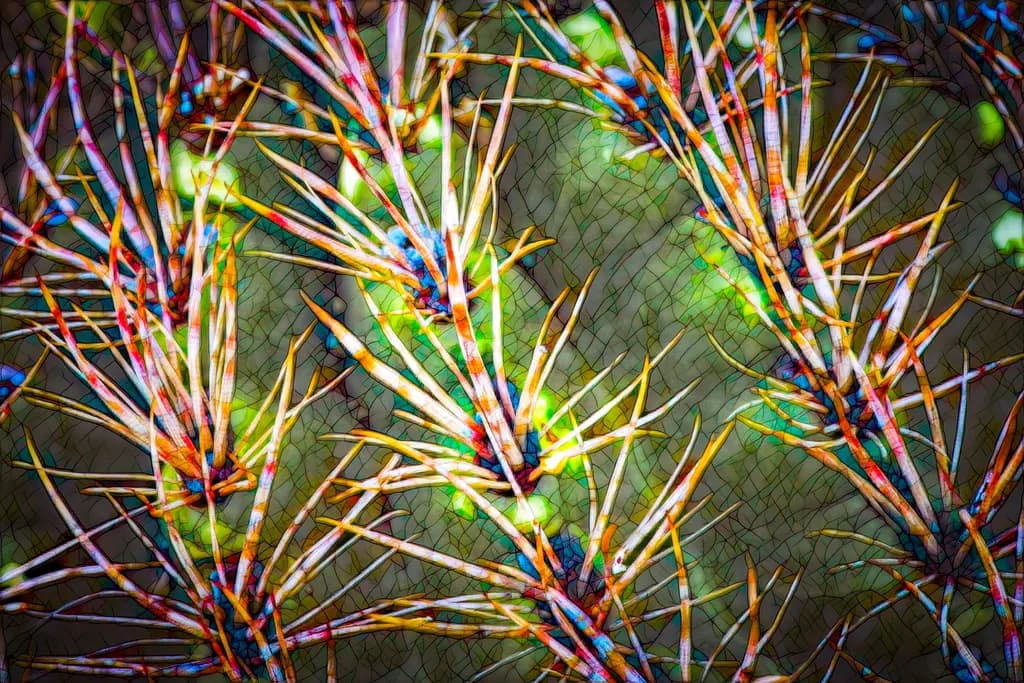 Thorns in a Row