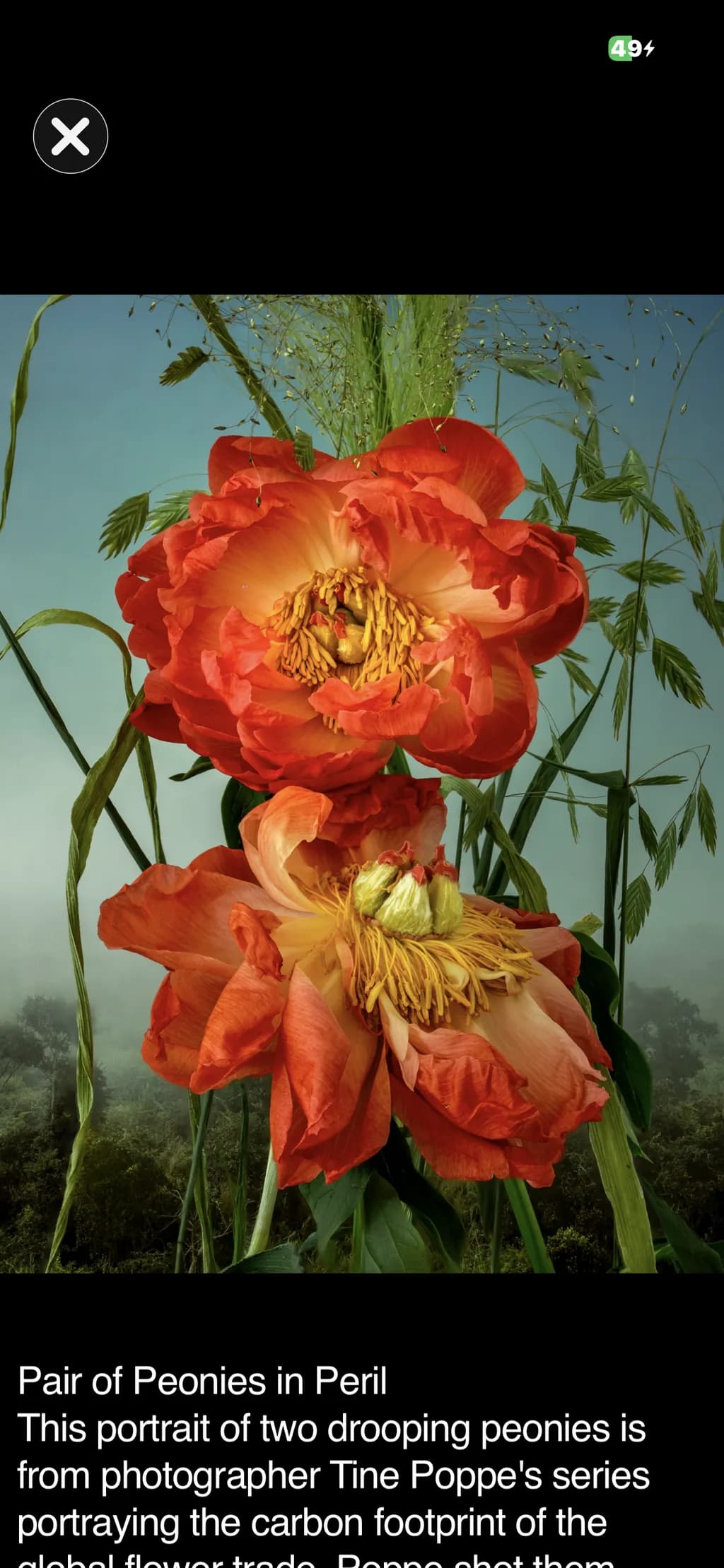 Peonies in Peril