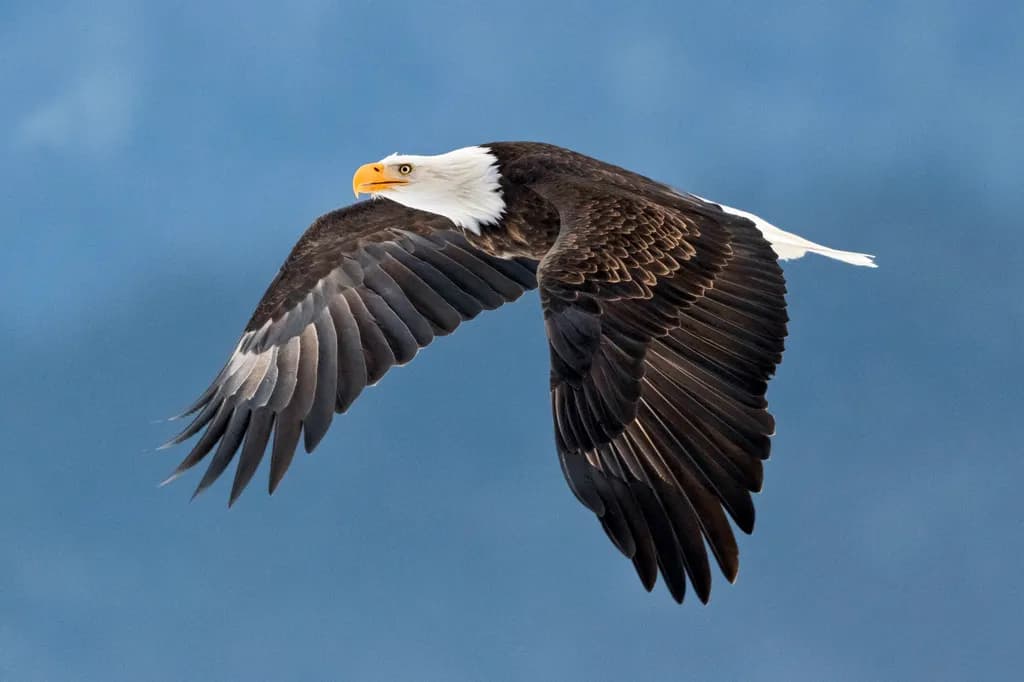 Bald Eagle Flight