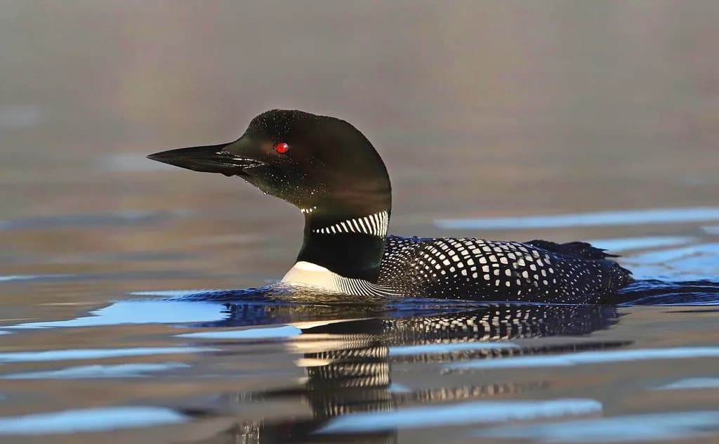 Devils Track Loon