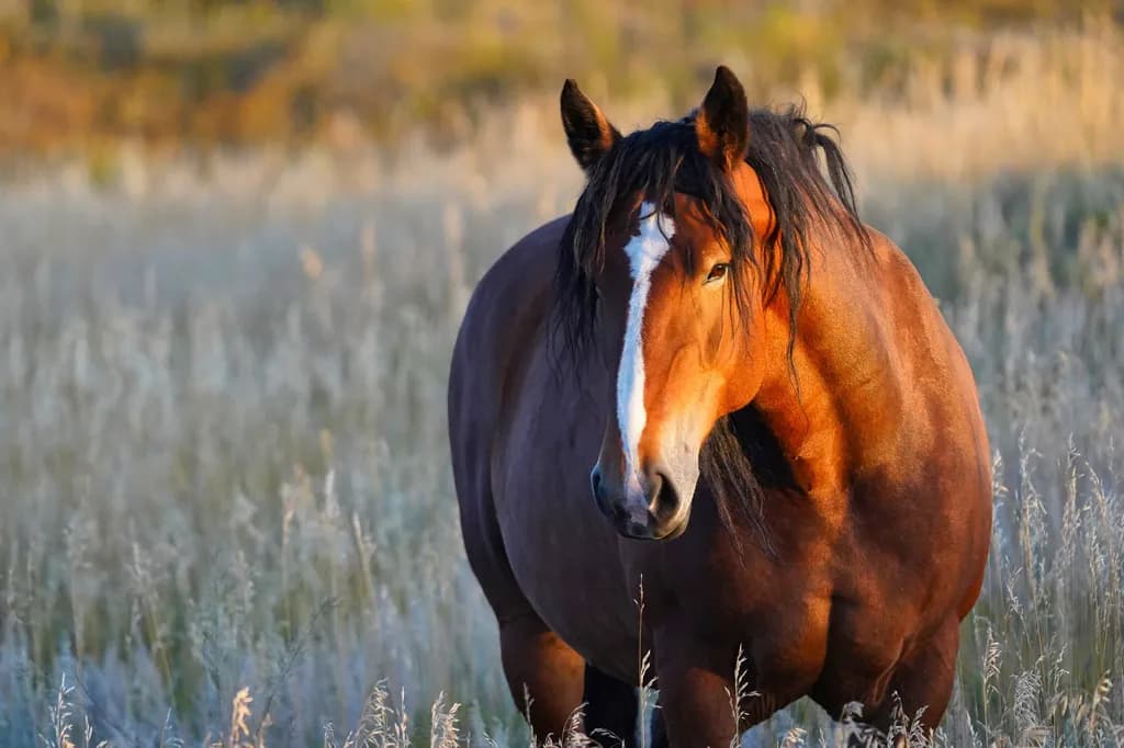Custer Horse