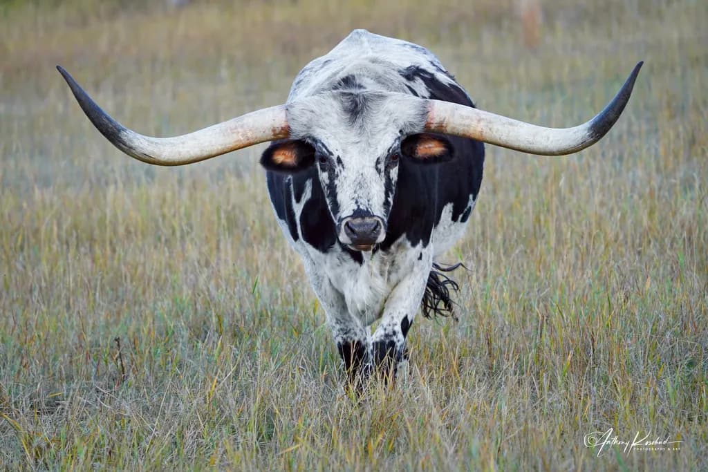 Black and White Longhorn Steer
