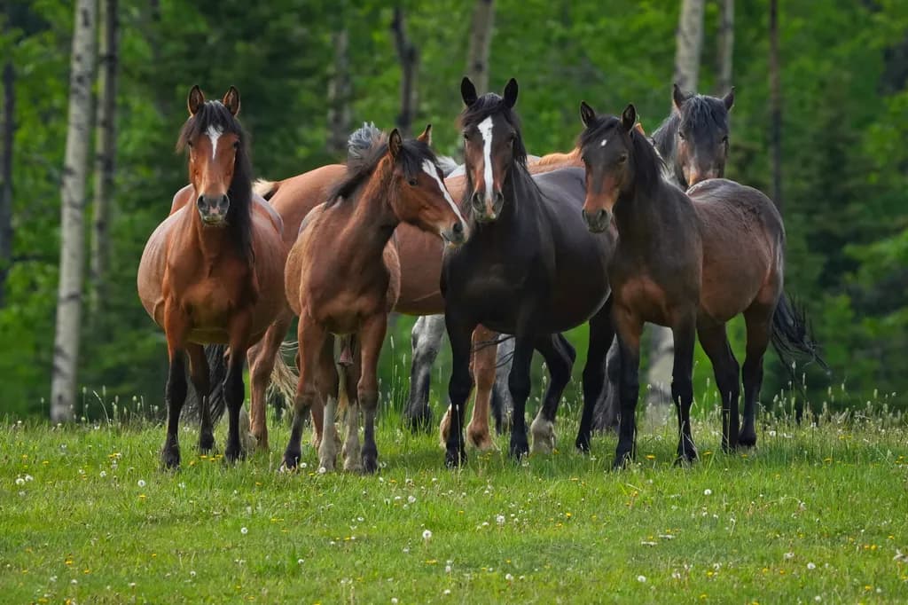 Alberta Wild Horses